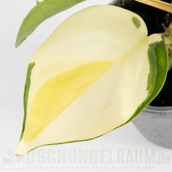 Philodendron hederaceum gabby sport