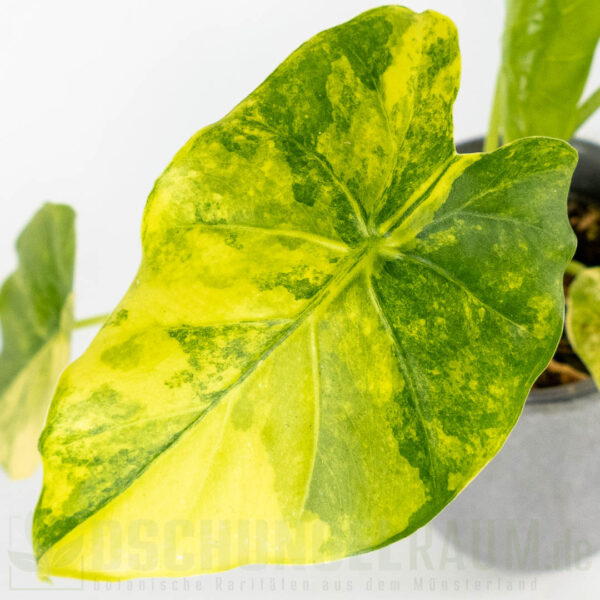 Alocasia macrorrhiza aurea variegata