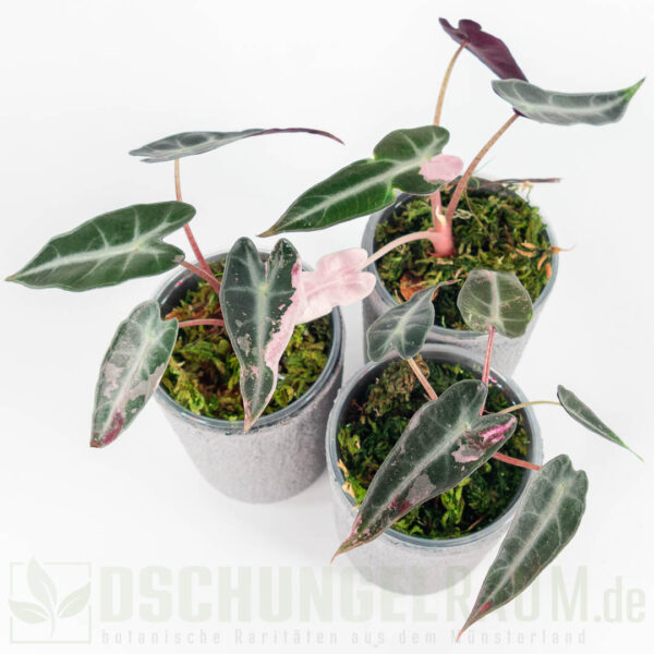 Alocasia bambino pink variegata