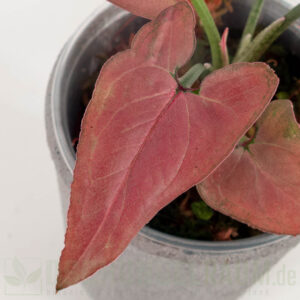 Syngonium raspberry pink