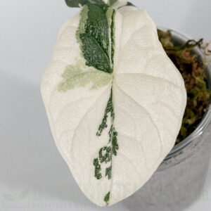Alocasia melo variegata