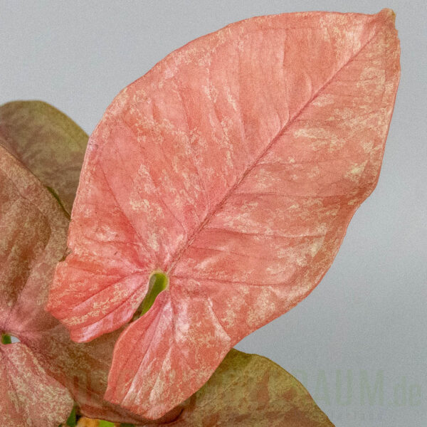 Syngonium pink venom