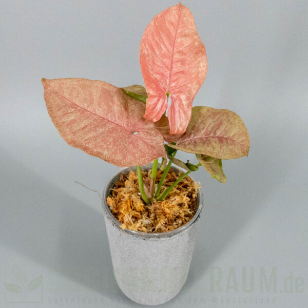 Syngonium pink venom