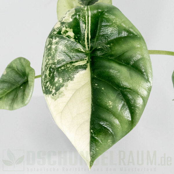 Alocasia sinuata albo variegata