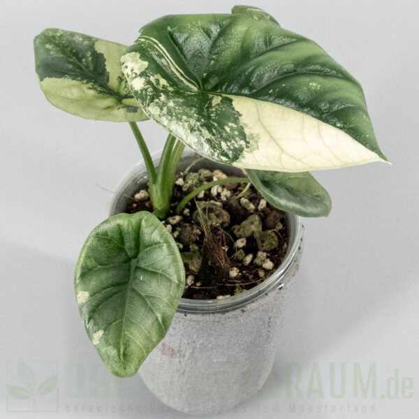 Alocasia sinuata albo variegata