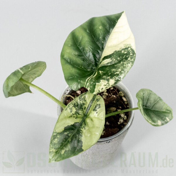 Alocasia sinuata albo variegata