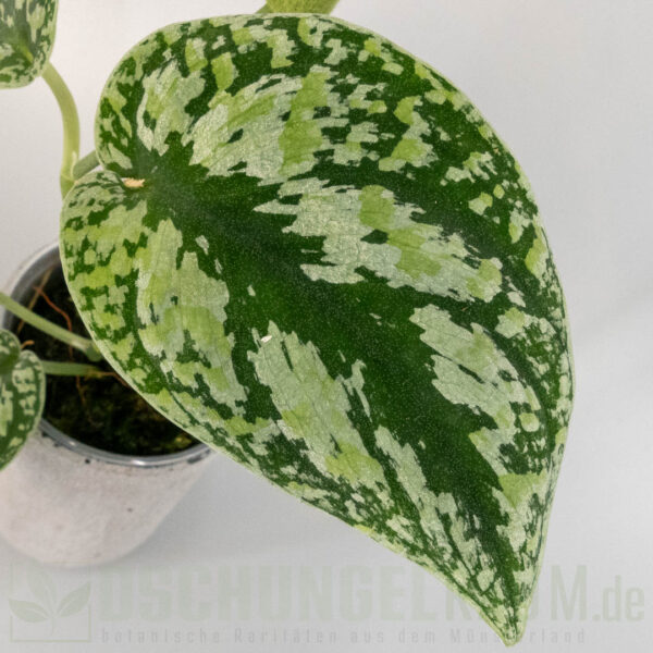Scindapsus multicolor