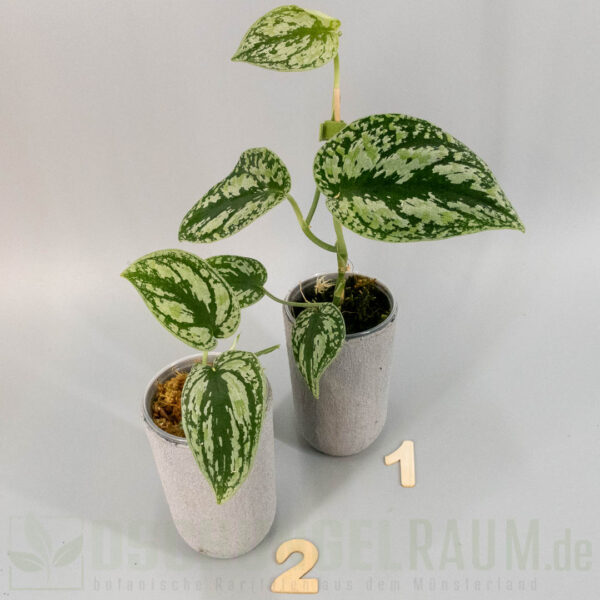 Scindapsus multicolor