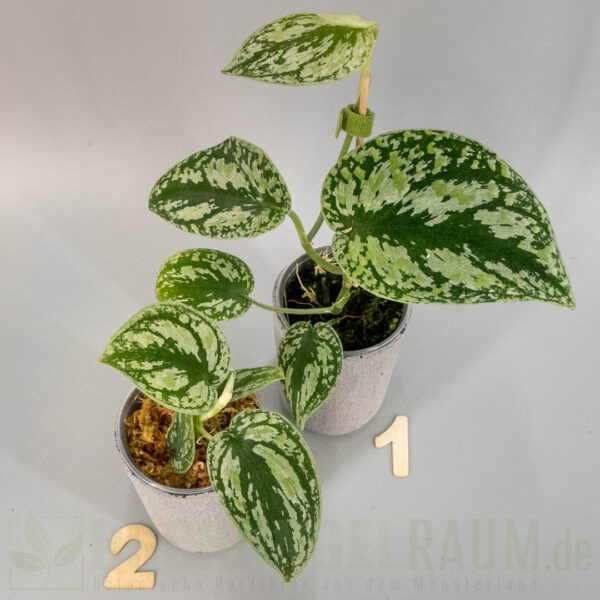 Scindapsus multicolor