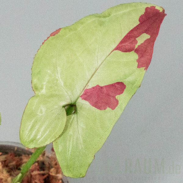Syngonium raspberry variegata