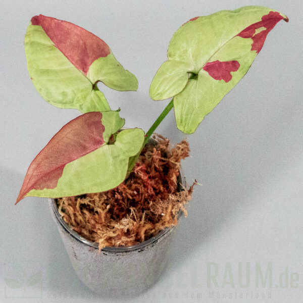 Syngonium raspberry variegata