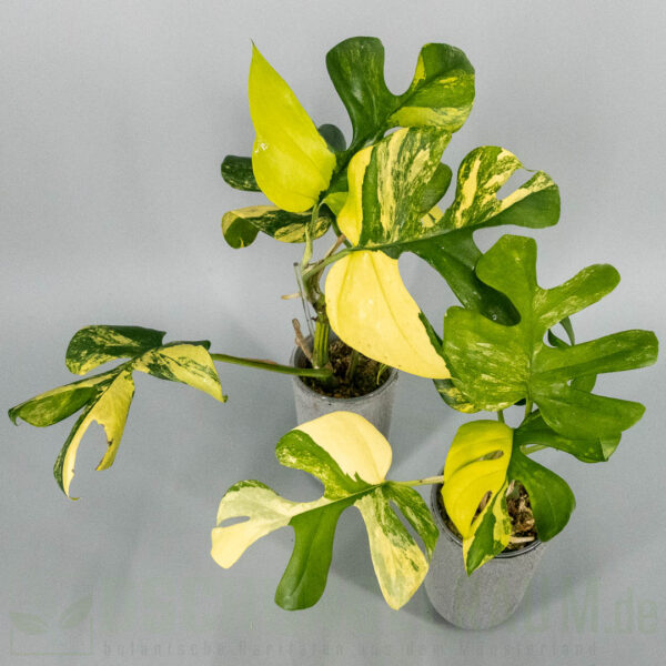 Rhaphidophora tetrasperma Marilyn