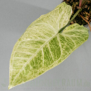 Syngonium batik mint variegata