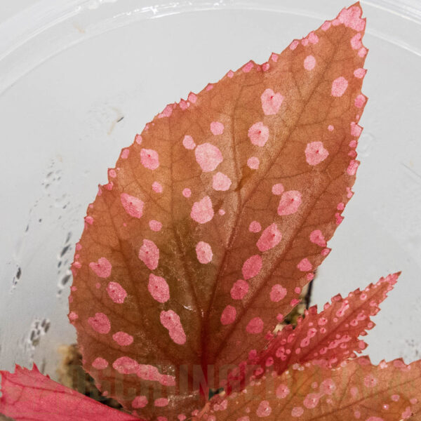 Begonia sp. Hairy Spots