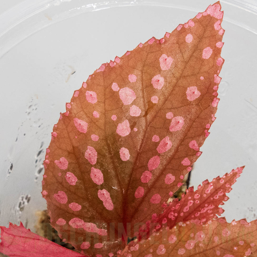Begonia sp. Hairy Spots
