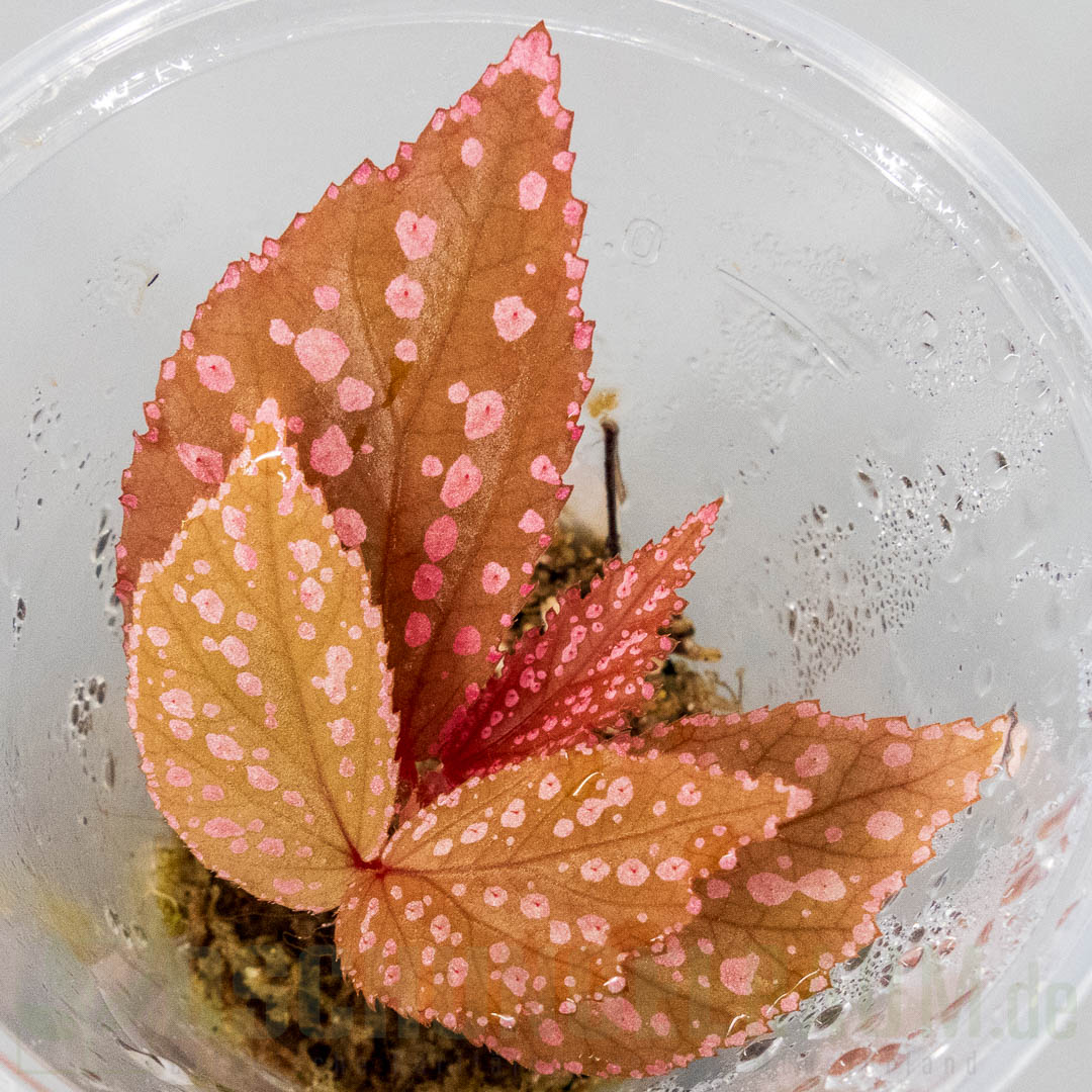 Begonia sp. Hairy Spots