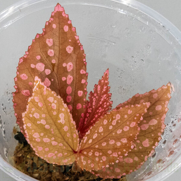 Begonia sp. Hairy Spots