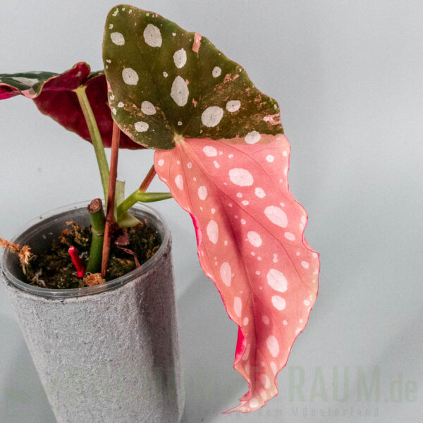 Begonia maculata pink variegata