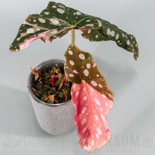 Begonia maculata pink variegata