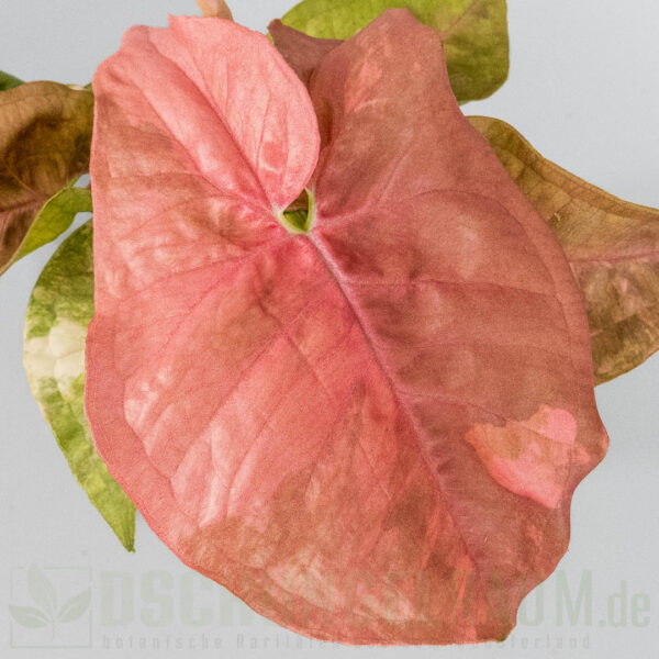 Syngonium double red variegata