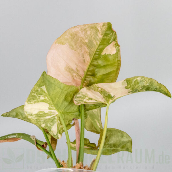 Syngonium double red variegata