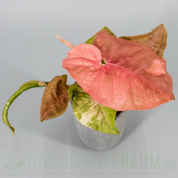 Syngonium double red variegata