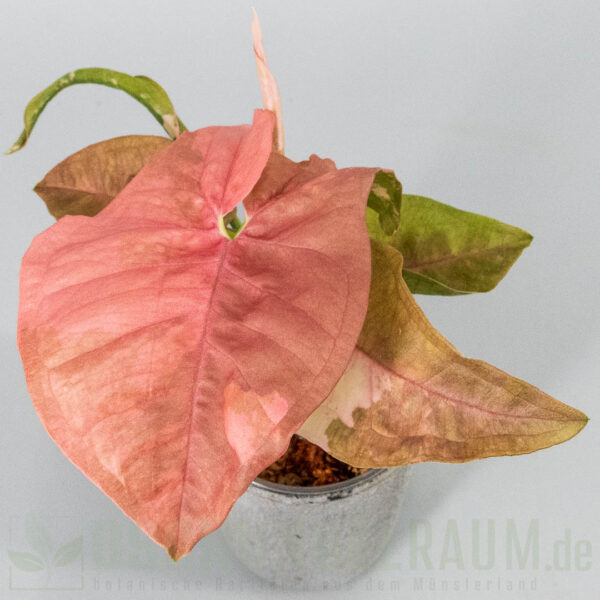 Syngonium double red variegata