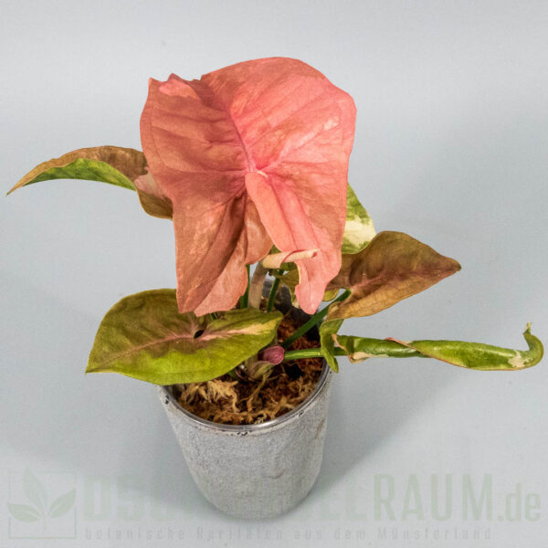 Syngonium double red variegata