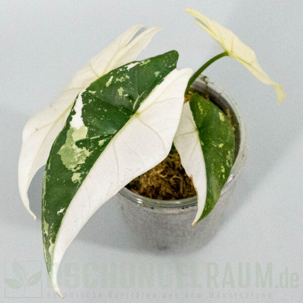 Alocasia simpo albo variegata