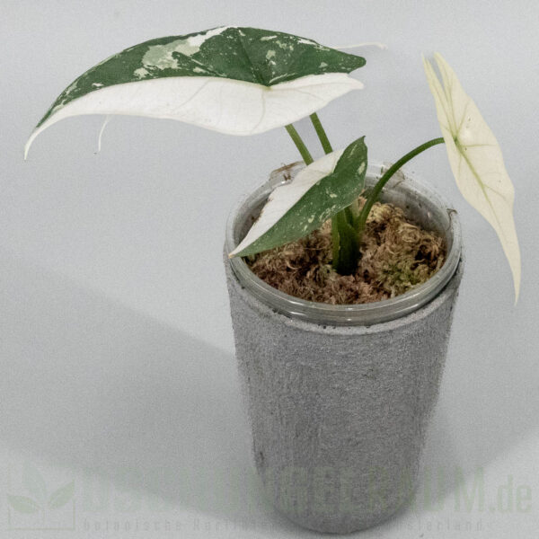 Alocasia simpo albo variegata