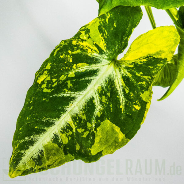 Syngonium scrambled eggs