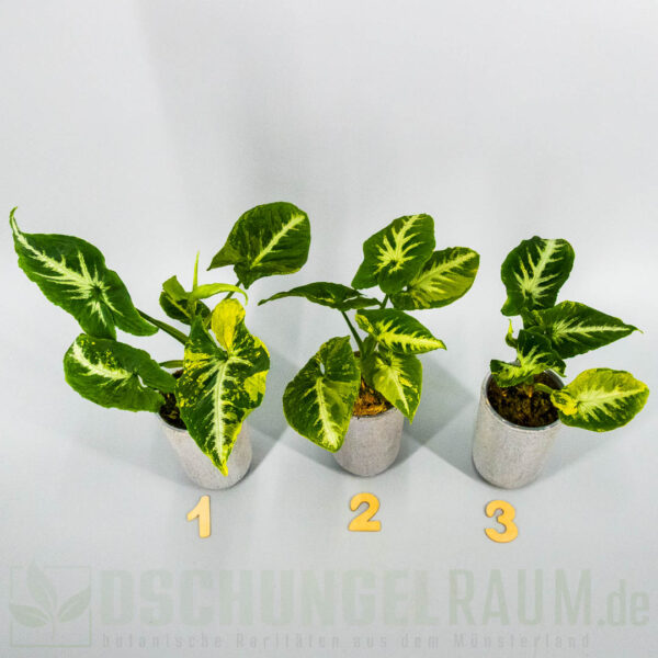 Syngonium scrambled eggs