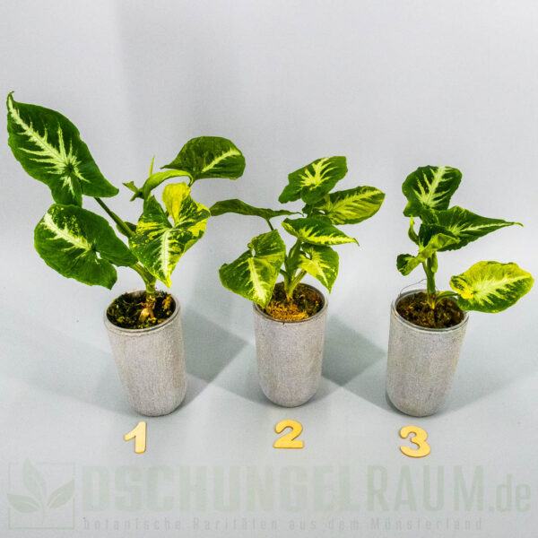 Syngonium scrambled eggs