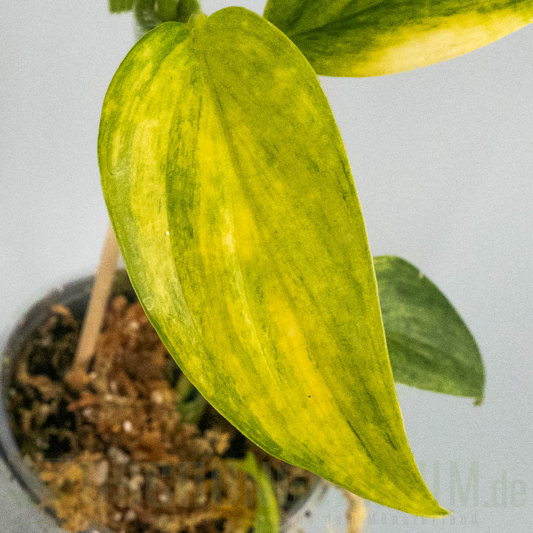 Scindapsus hederaceus blue aurea variegata