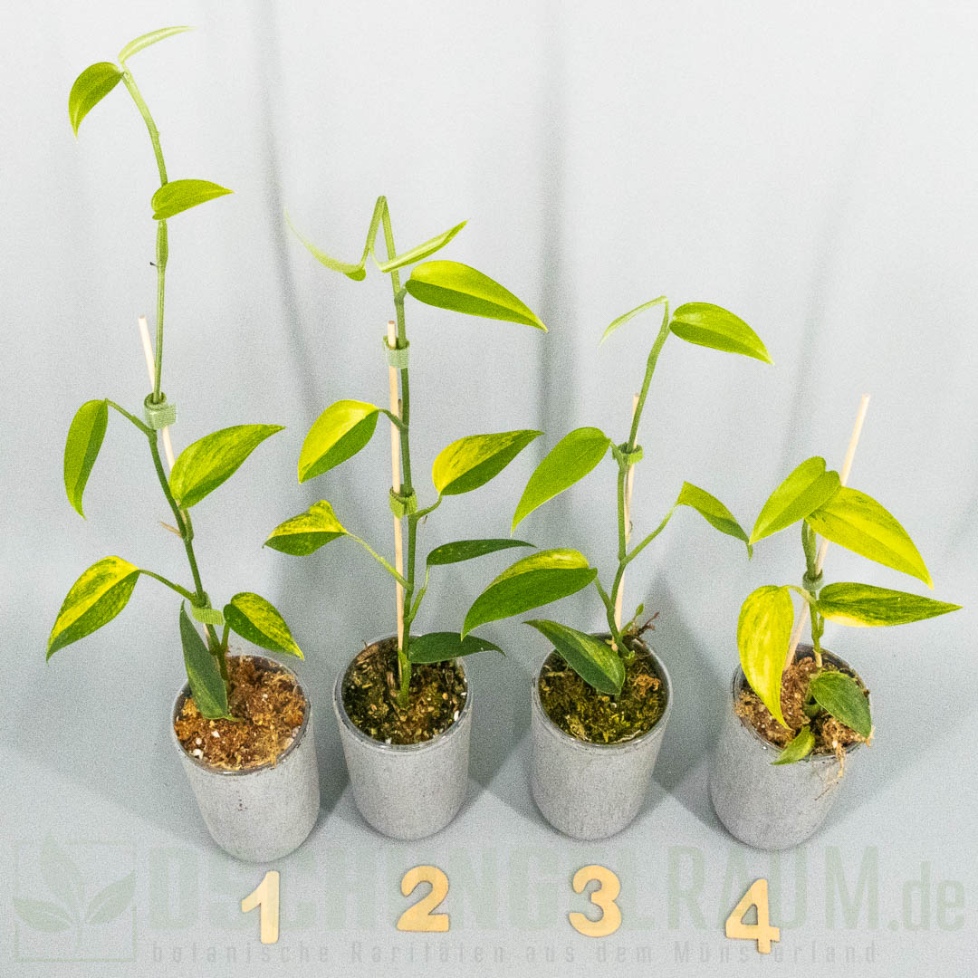 Scindapsus hederaceus blue aurea variegata