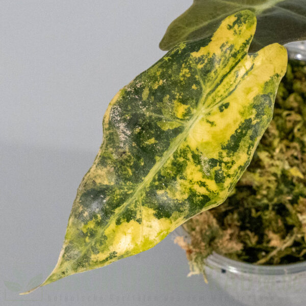 Alocasia sanderiana bull aurea variegata