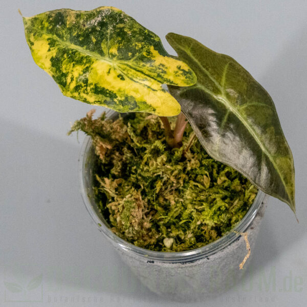 Alocasia sanderiana bull aurea variegata