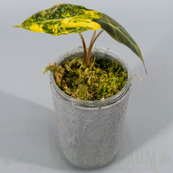 Alocasia sanderiana bull aurea variegata