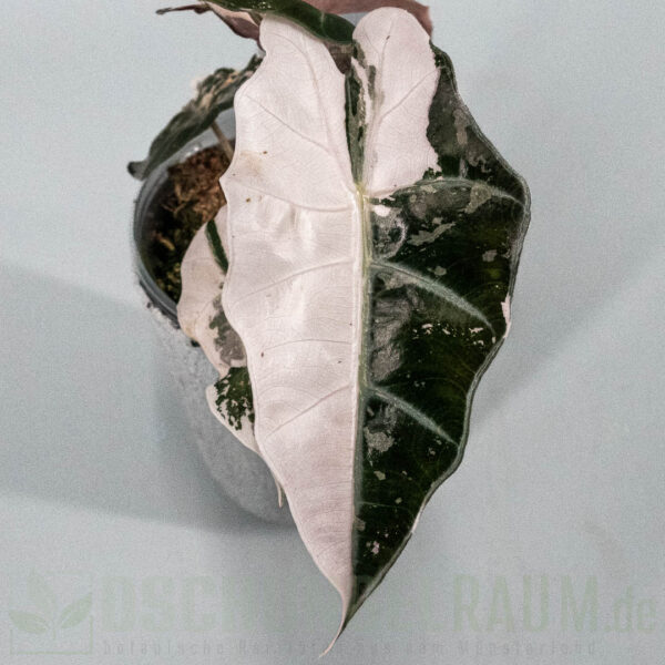 Alocasia polly snowflake