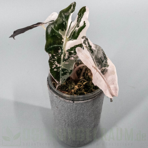 Alocasia polly snowflake