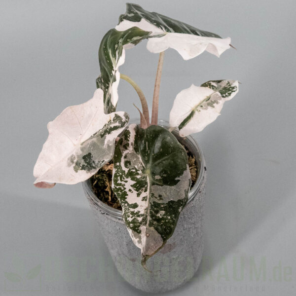 Alocasia polly snowflake