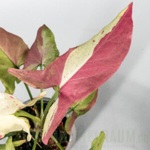 Syngonium orm nagpum variegata