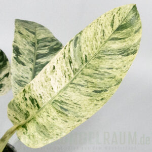 Epipremnum giganteum mint variegata
