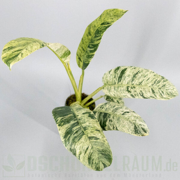 Epipremnum giganteum mint variegata