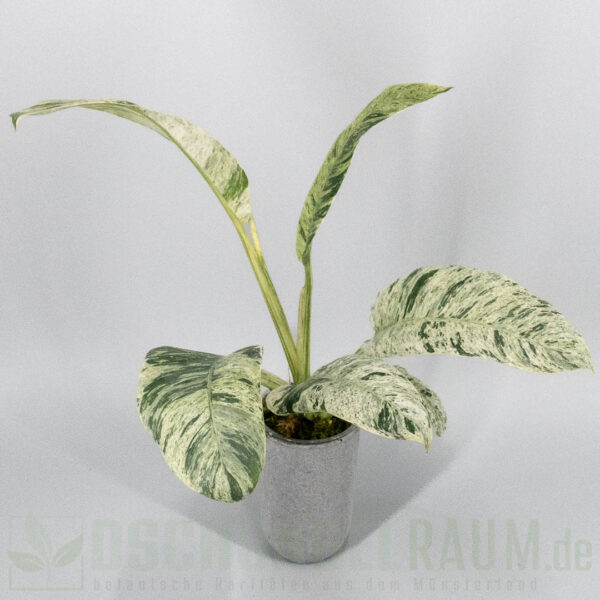 Epipremnum giganteum mint variegata