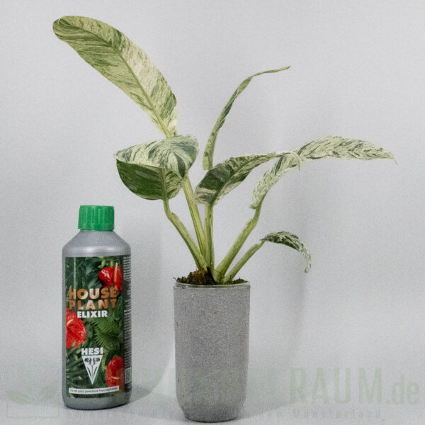 Epipremnum giganteum mint variegata