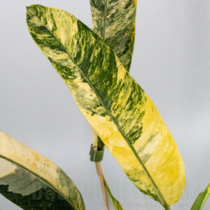 Epipremnum giganteum tricolor variegata