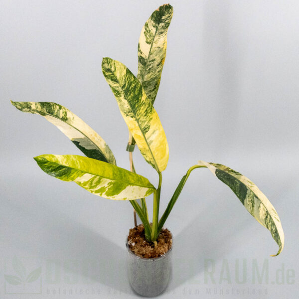 Epipremnum giganteum tricolor variegata