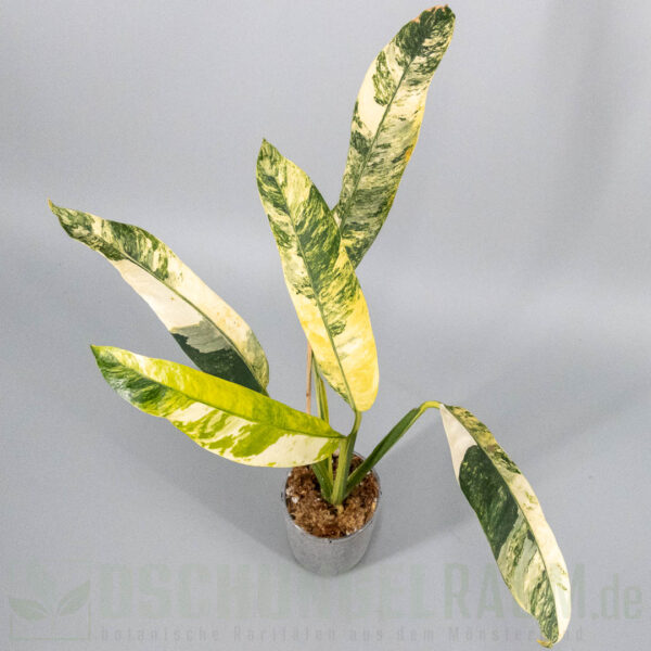 Epipremnum giganteum tricolor variegata