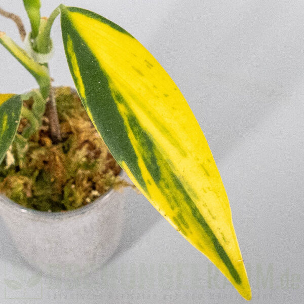 Scindapsus coriaceus variegata